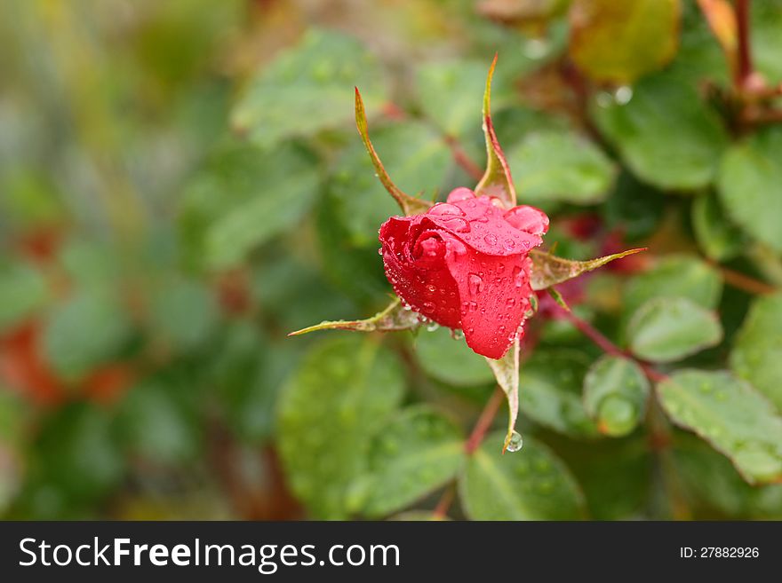 Closeup Of Red Rose