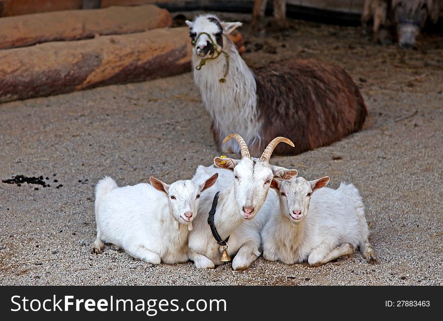 Goats and lama