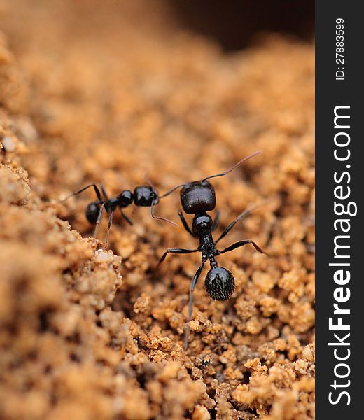 Ant formica in macro