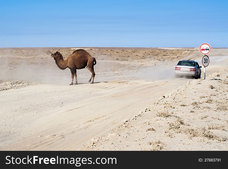 Camel on road in asian desert