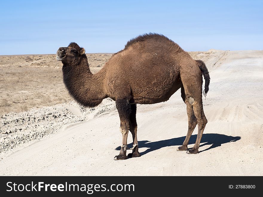 Camel on road in desert