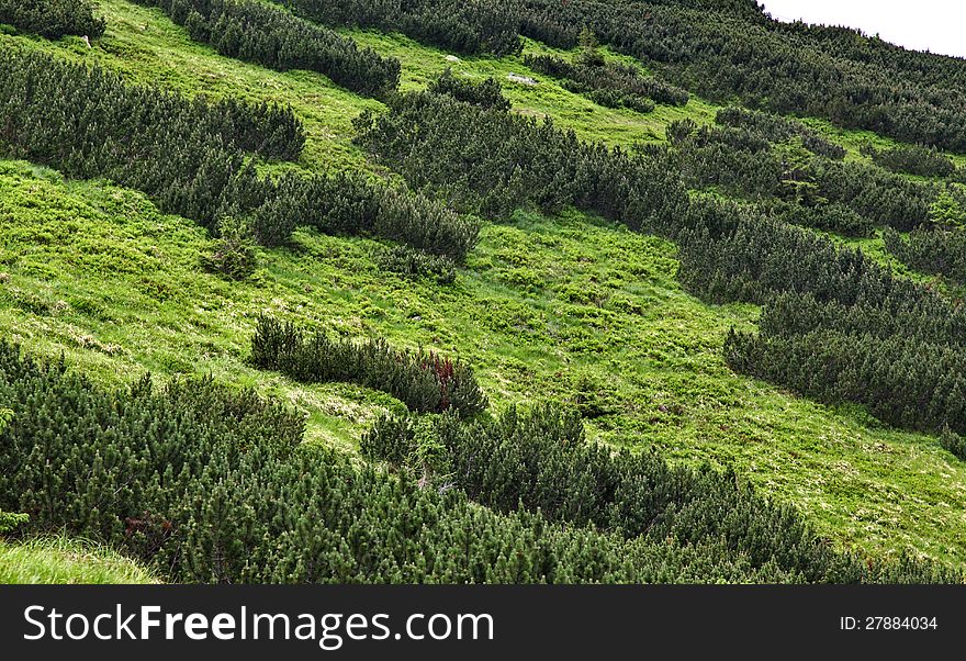 Scrub In Low Tatras Mountains