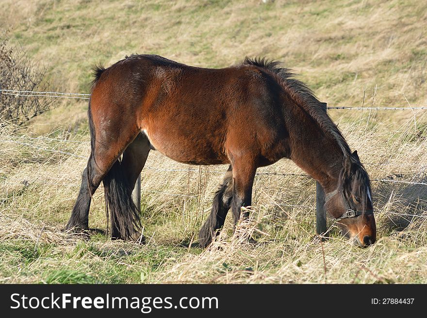 A bay horse wearing a black headcollar grazes in a field. A bay horse wearing a black headcollar grazes in a field