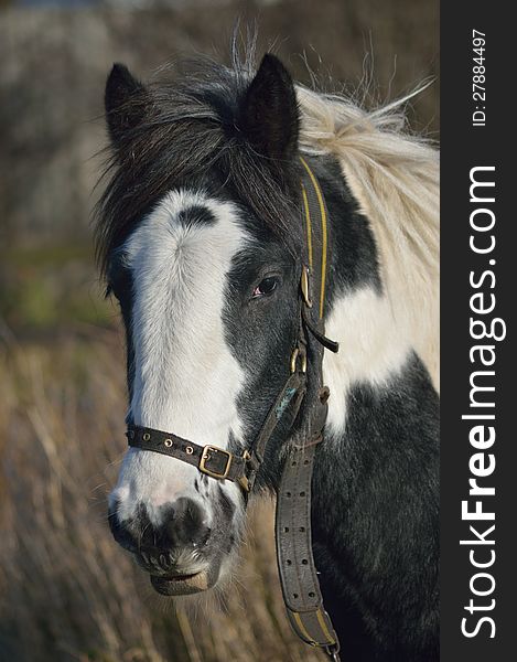 Tethered Horse Portrait