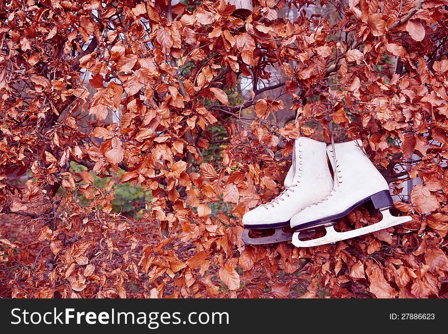 Old ice skates hanging on the autumn bushy fence. Old ice skates hanging on the autumn bushy fence