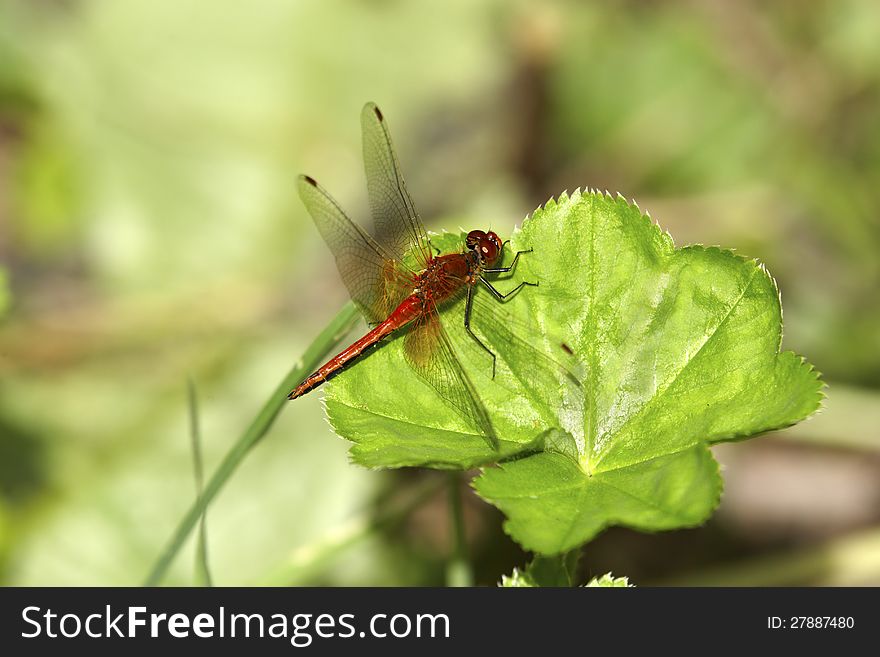 Dragonfly sitting on green leaf. Dragonfly sitting on green leaf