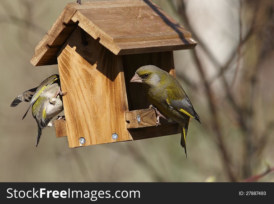Two green-finch on bird feeder