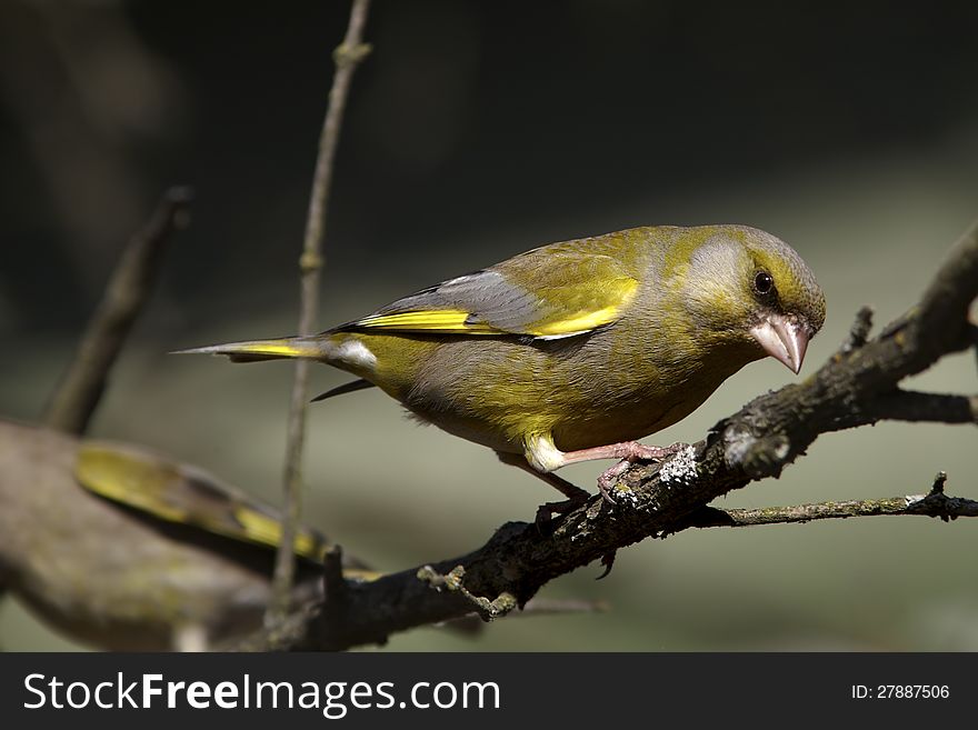 Green-finch portrait