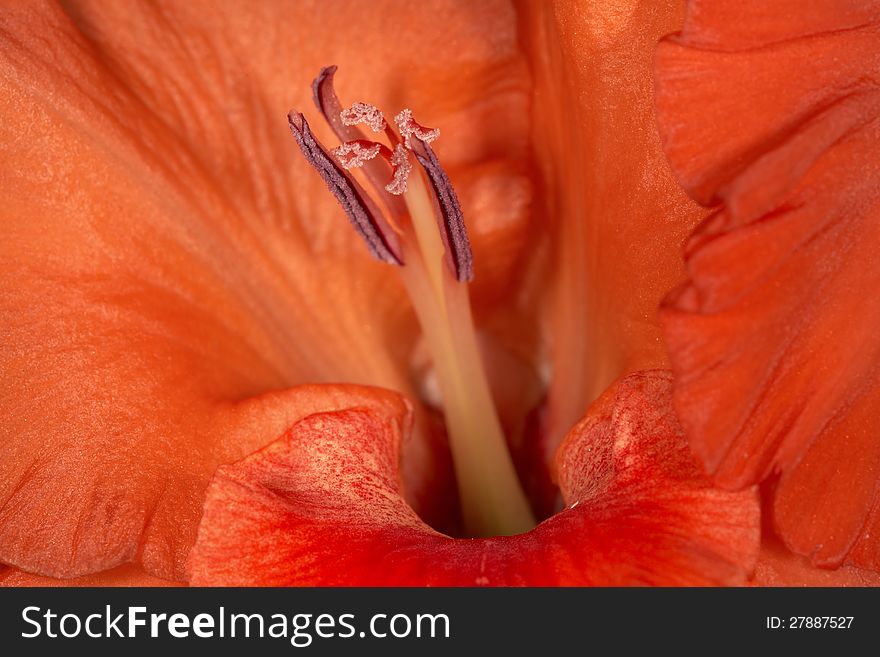 Heart of orange gladiolus flower. Heart of orange gladiolus flower