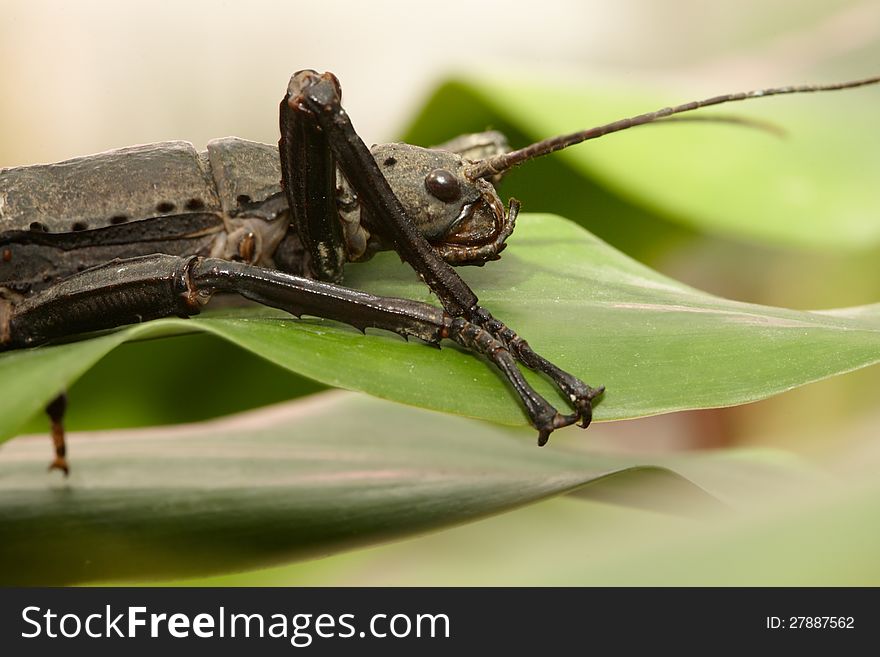 Living stick - exotic insect creeps on leaf. Living stick - exotic insect creeps on leaf