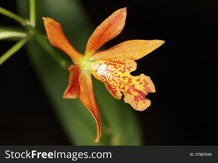 Exotic orange orchid flower bud. Exotic orange orchid flower bud