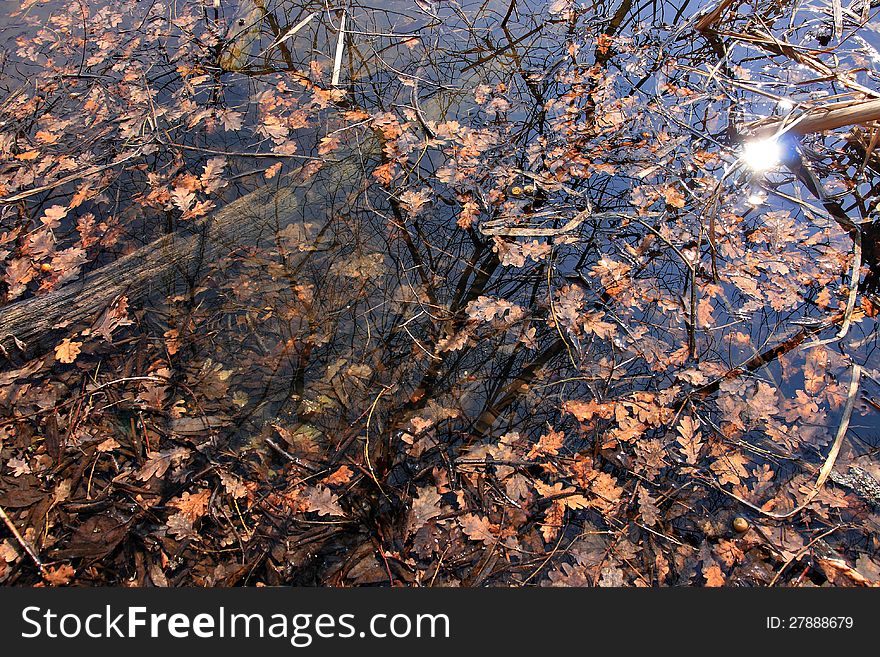 Autumn leaves on the surface of the water