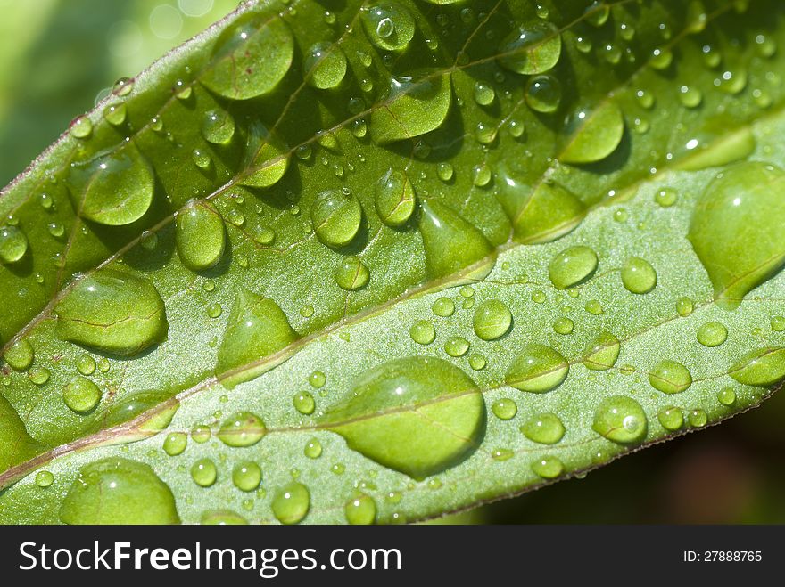 Background with rain drops on a green leaf