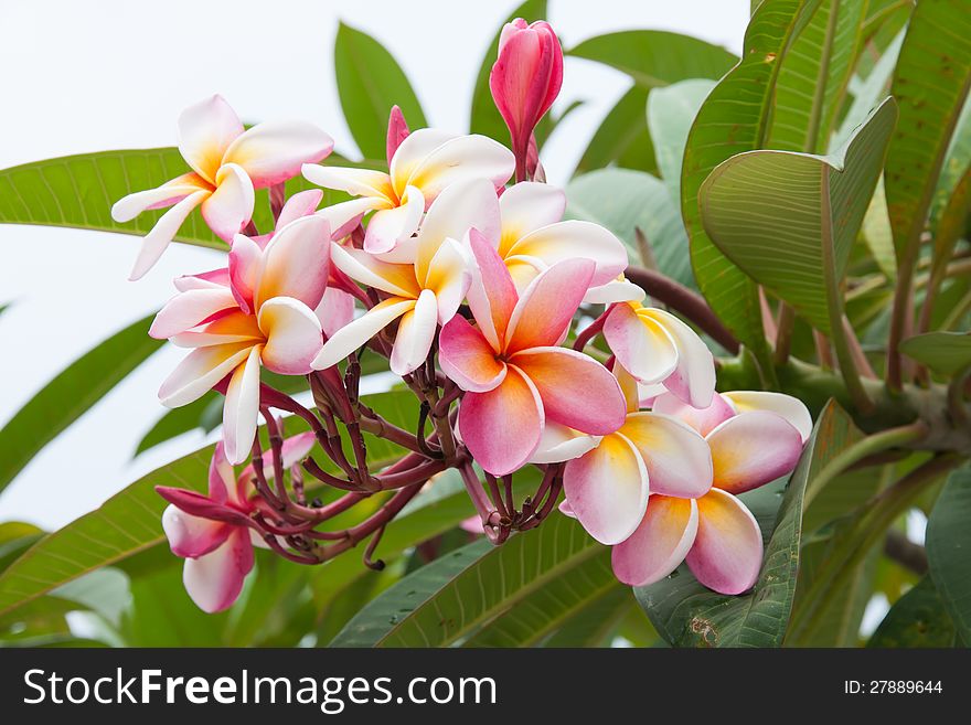 Beatiful frangipani flowers in garden