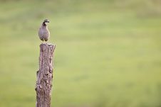 Pheasant On Hedge Post Stock Image Pheasant On Hedge Post Stock Image