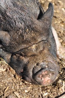 Pot Bellied Pig Royalty Free Stock Photo