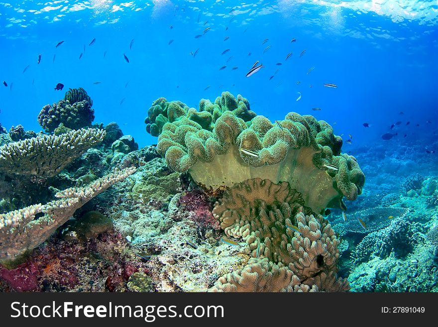 Tropical seascape with soft coral - sarcophyton on the coral reef. Tropical seascape with soft coral - sarcophyton on the coral reef