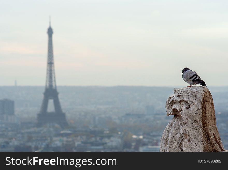 Bird With Eiffel Tower On Background