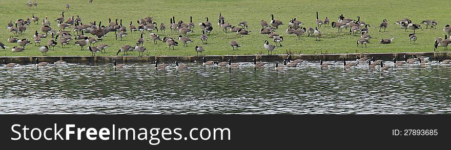 A Large Number of Geese Feeding at the Waters Edge. A Large Number of Geese Feeding at the Waters Edge.