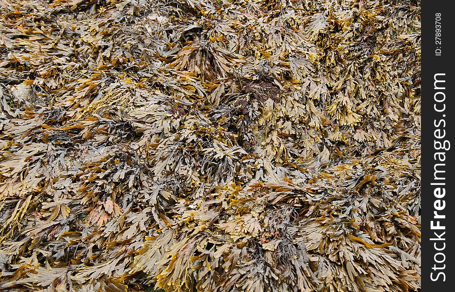 A Background Image of a Bed of Seaweed.