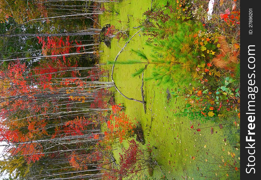 Fall foliage in lush green swamp. Fall foliage in lush green swamp