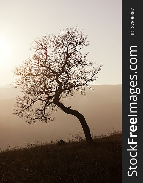 Trees on misty autumn day