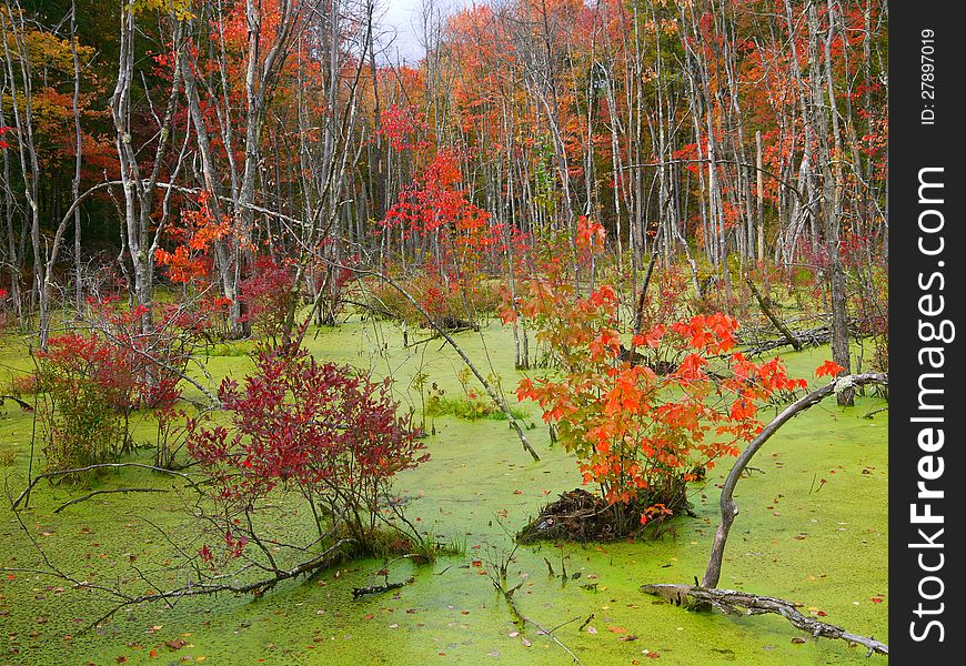 Fall foliage in lush green swamp. Fall foliage in lush green swamp