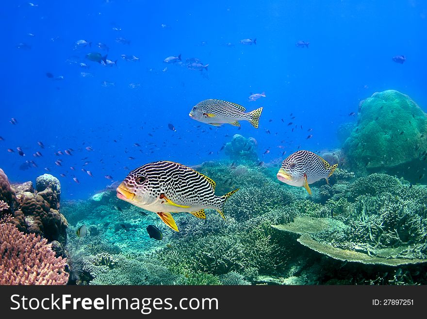 Coral reef and blackspotted sweetlips in the ocean