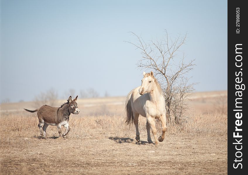 A miniature donkey chases after a Palomino horse that just arrives on the farm. A miniature donkey chases after a Palomino horse that just arrives on the farm