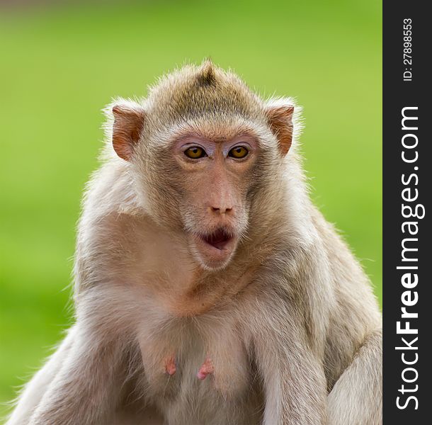 Macaque Mongkey Closeup