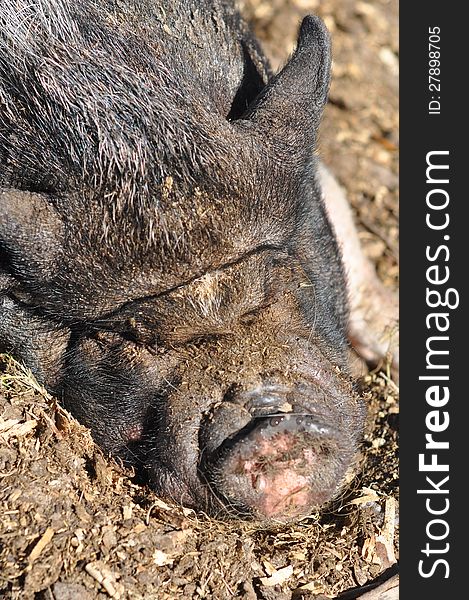 Close Up of the face and nose of a Vietnamese Pot-Bellied Pig. Close Up of the face and nose of a Vietnamese Pot-Bellied Pig