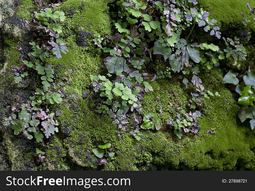 The long moss on the rocks and grass. The long moss on the rocks and grass