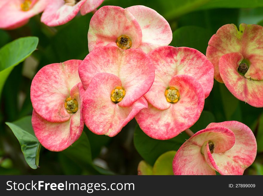 Red Poi Sian  Flowers