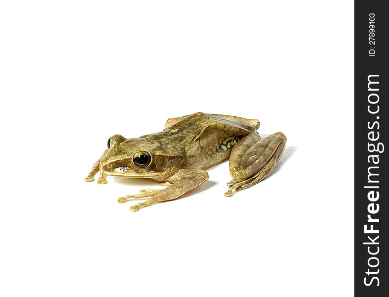 Tree frog closeup photo on white background