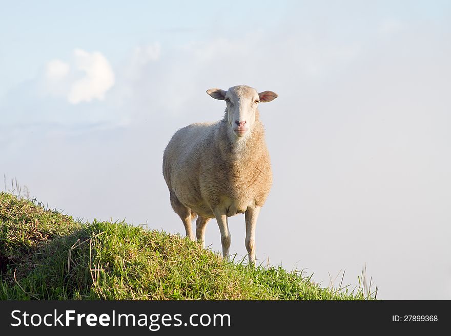 Adult male lamb photographed against the sky.