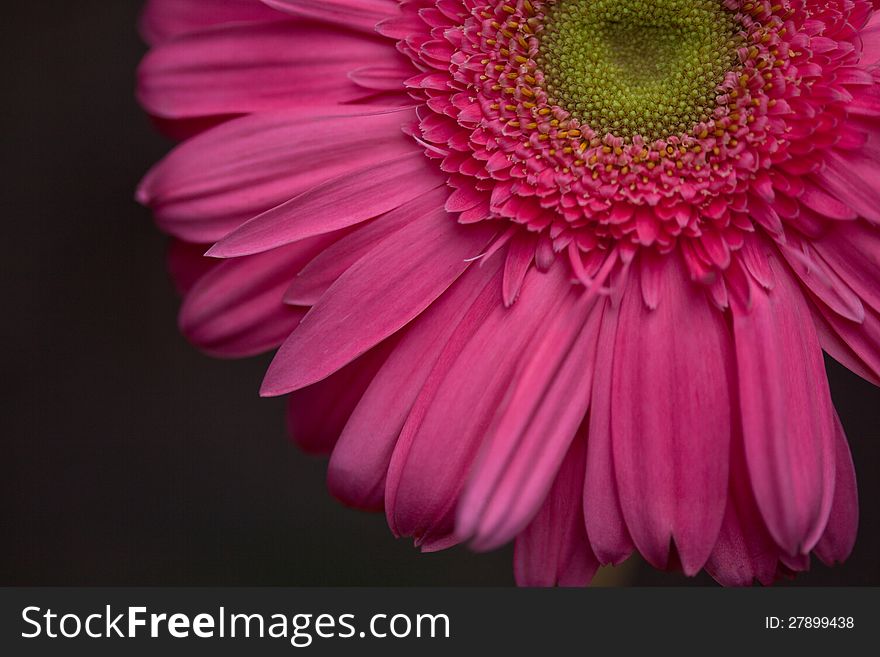 Extreme close-up of a Pink Gerbera Daisy, isolated on black background.