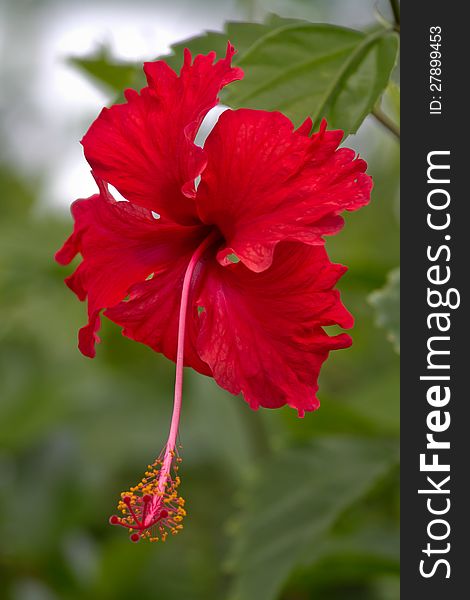 Close-up of a red Hibiscus flower photographed with a shallow depth of field.