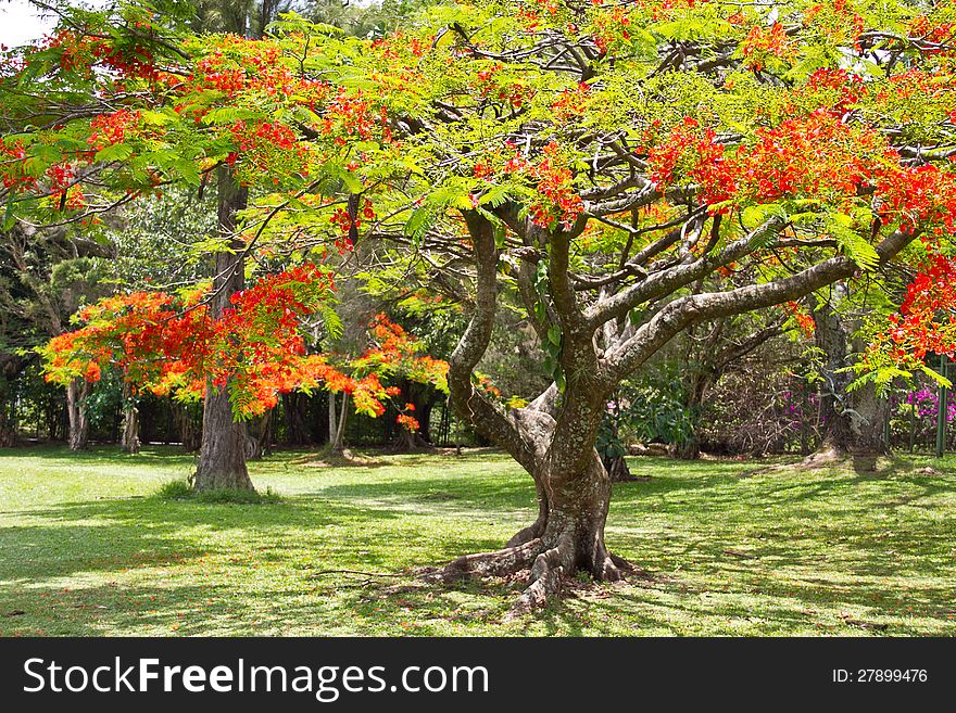 Beautiful Royal Poinciana tree (Flame Tree) in blossom on a grass field.