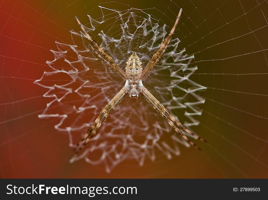 Close-up of a tiny garden spider in her net.