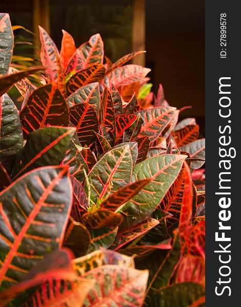 Close-up of Croton leaves in a garden.