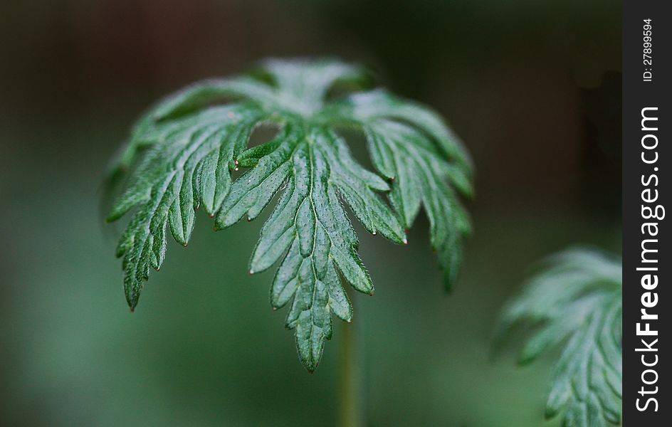 Close-up of a fern with shallow depth of field.