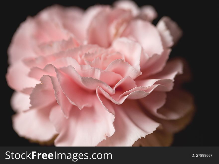 Close-up of a pink carnation flower.