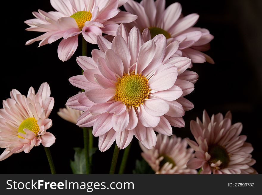 Close-up of a bunch of PINK wild daisies. Isolated in black. Close-up of a bunch of PINK wild daisies. Isolated in black.