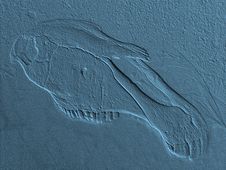 Horse Fossil Stock Images Horse Fossil Stock Images