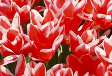 Red Tulips Pattern Royalty Free Stock Photos