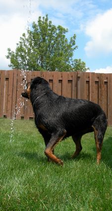 Water Playing Rottweiler Stock Image