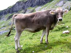 Cow 1 Royalty Free Stock Images