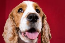 Cheerful Cocker Spaniel. Stock Images Cheerful Cocker Spaniel. Stock Images