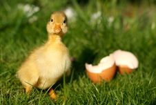 Duck And Broken Egg Royalty Free Stock Photo Duck And Broken Egg Royalty Free Stock Photo