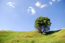 Solitary Tree Stock Photo